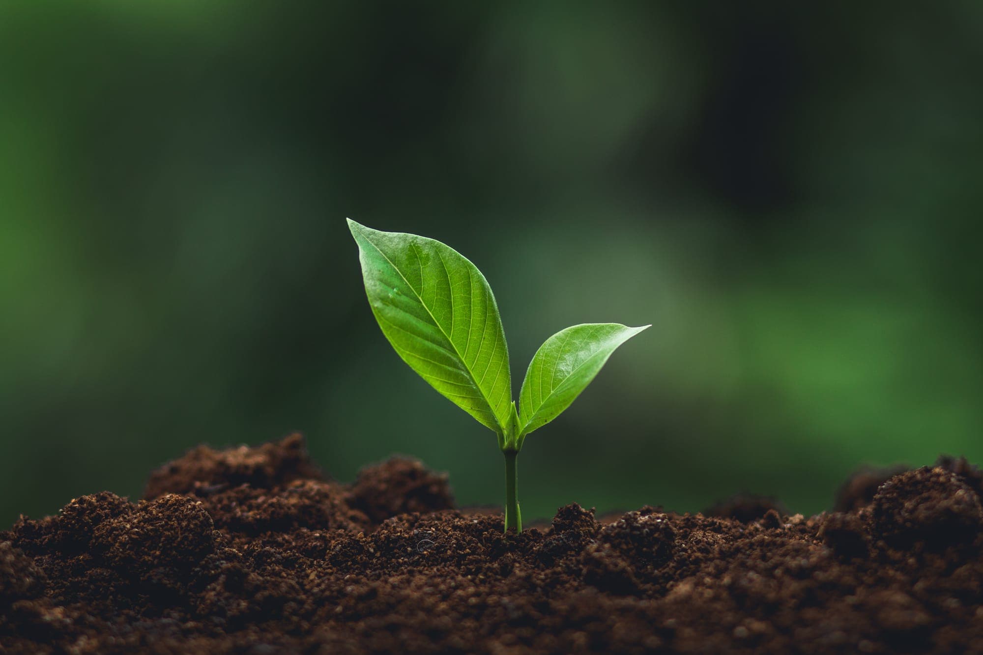 A young seedling emerging from dark soil